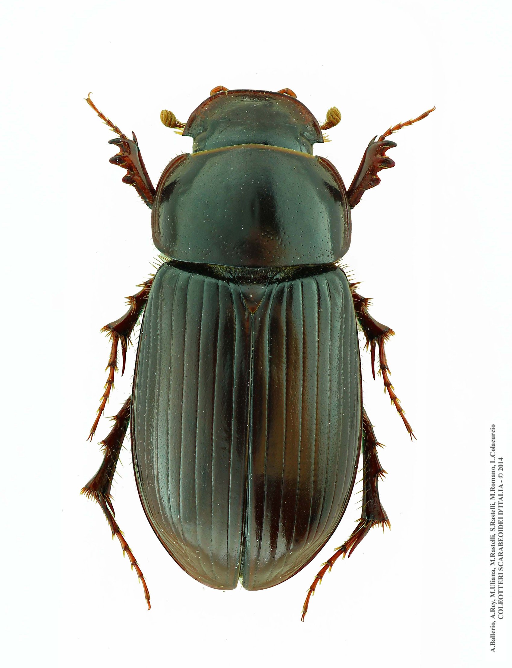 Acrossus laticollis, femmina